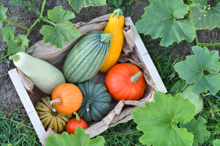 Best Winter Squash to Grow at Home